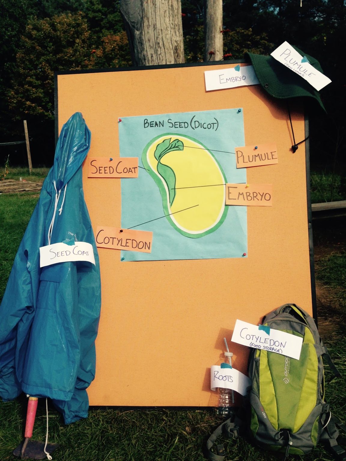 Seed Dissection Activity - The Sylvia Center