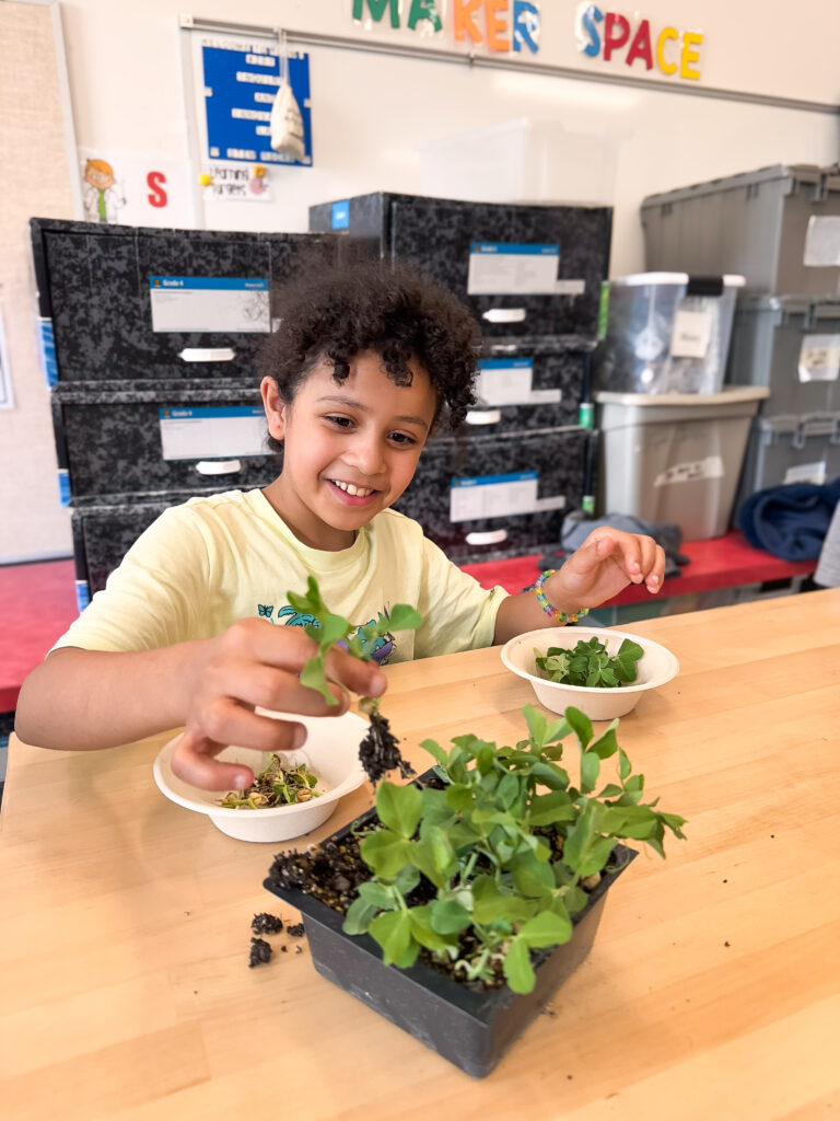 Farmer in the Classroom: Roots Academy Students learns to harvest