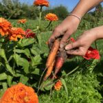 The Sylvia Center's Learning Garden at Katchkie Farm