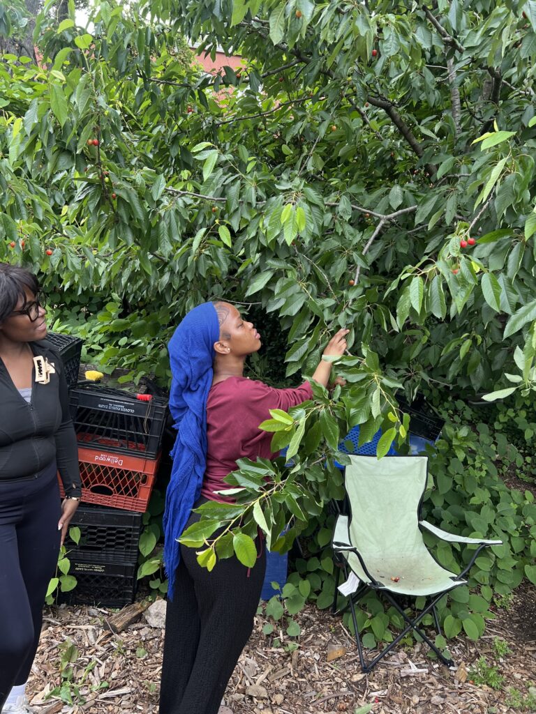 The Sylvia Center's teen culinary apprentices from Hillcrest High School visit East New York Farms!