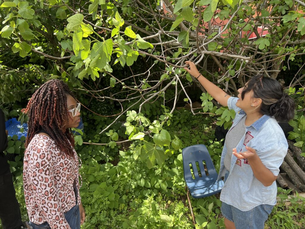 The Sylvia Center's teen culinary apprentices from Hillcrest High School visit East New York Farms!