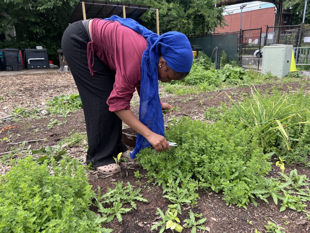 The Sylvia Center's teen culinary apprentices from Hillcrest High School visit East New York Farms!