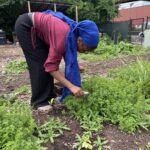 The Sylvia Center's teen culinary apprentices from Hillcrest High School visit East New York Farms!